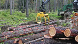 Житель Шебунино нарубил леса на миллион