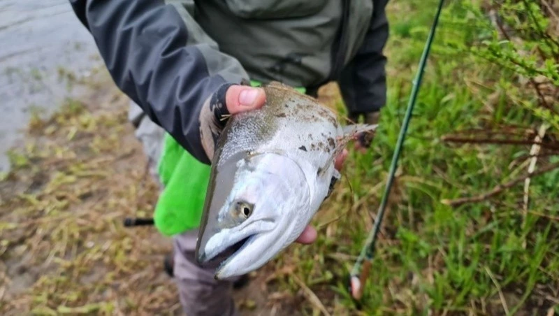 На реках севера Сахалина вводят режим пропуска рыбы