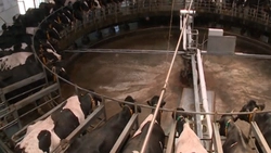 «Карусель» установят в животноводческом комплексе «Заречное»