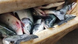 Сахалин и Приморье отправили более 10 тысяч тонн рыбы на мировой рынок за неделю