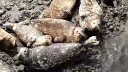 Краснокнижные тюлени покрасовались на камеру с берегов Итурупа 