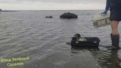 Жители Сахалина чуть не убили детеныша ларги беспощадным «спасением»