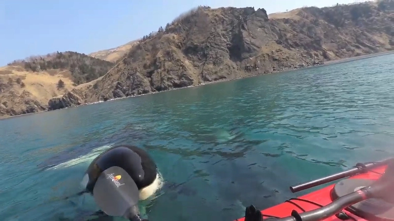 Устрашающе красиво: каякеров на Сахалине окружили три крупные косатки