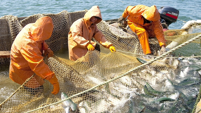 Своенравная горбуша