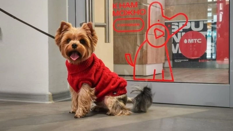 Pet-friendly магазины МТС открыли  для сахалинцев с домашними животными 