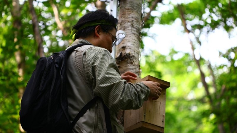 Японские ученые выслеживают белку-летягу на Курилах
