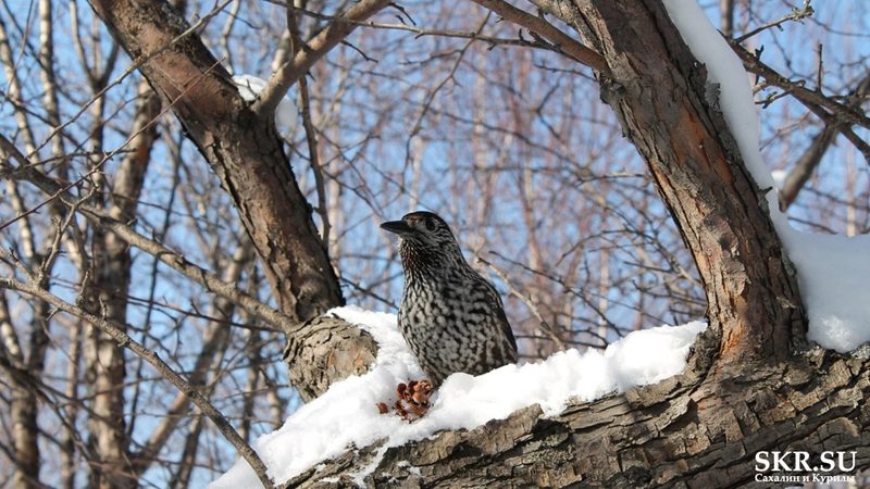 Сахалинский ботанический сад будет расширять тропы и привлекать туристов необычными растениями
