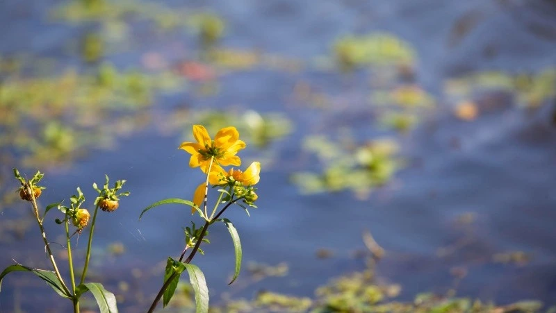 Май 2025 года в народном календаре: приметы, традиции и дни памяти святых