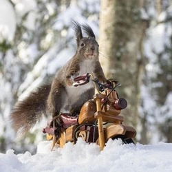 Белку-байкера сфотографировали в сахалинском парке