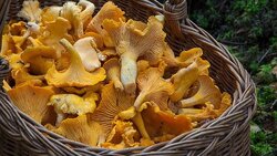Развенчан главный миф о грибах и грибных блюдах