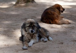 Отлов бродячих собак временно отложили в Углегорске