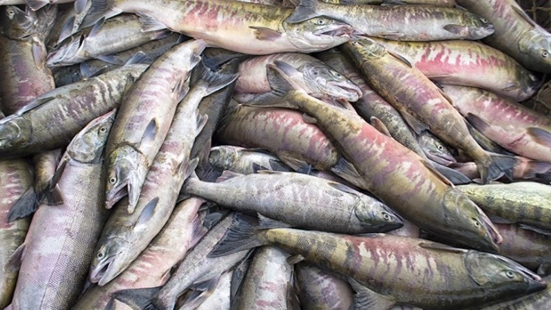 Особые правила промысла кеты напомнили рыбопромышленникам Сахалина