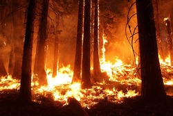 Прокуроры усилят контроль за сферой противодействия лесным пожарам