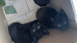 «Животное – мусор?»: в Долинске неизвестные выбросили коробку с котятами 