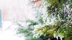 Штрафы до полумиллиона: наказание могут назначить за вырубку елки в парке на Сахалине и Курилах