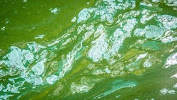 Жители Невельска будут отбеливать зеленую водопроводную воду