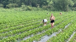 Фермер на Сахалине предложил жителям острова самим собрать клубнику с грядок