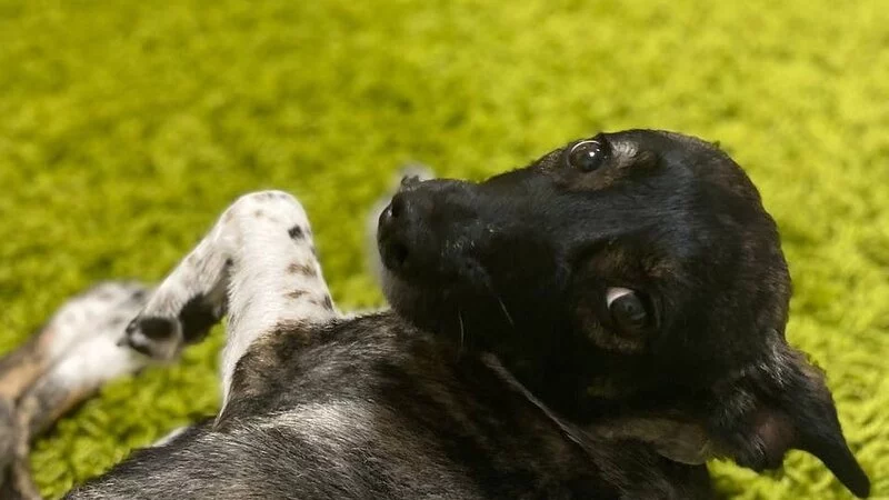 Питомца московской семьи потеряла известная на Сахалине авиакомпания. «Сбежала из переноски».