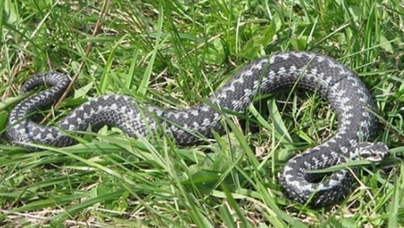 Правила безопасности при встрече со змеей напомнили жителям Сахалина