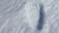 «Снежный человек прошелся»: житель Северо-Курильска встретил следы крупного медведя