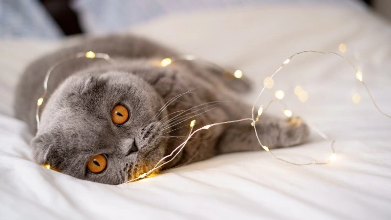 Часть Южно-Сахалинска проведет 16 февраля без света