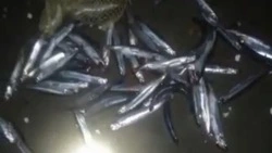 «На жареху дернули»: первая мойва подошла к берегам Томаринского района 