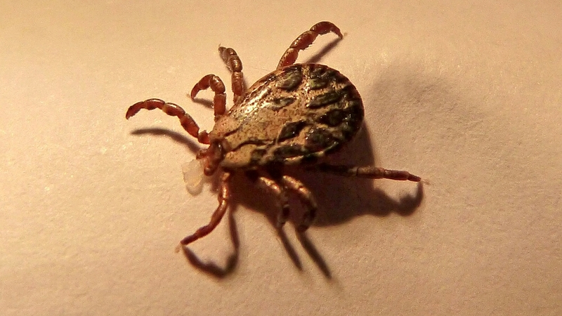 212 укусов клещей и 18 случаев ветряной оспы — как прошла эпиднеделя на Сахалине