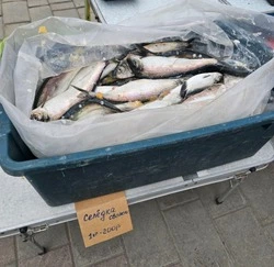 Из бесплатной – в «золотую»: селедка из Пригородного появилась на рынке в Южно-Сахалинске