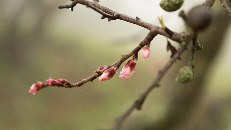 5 апреля — Никонов день: что нельзя делать