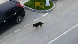 Жители ЖК «Авангард» пожаловались на лающих и воющих собак в Южно-Сахалинске