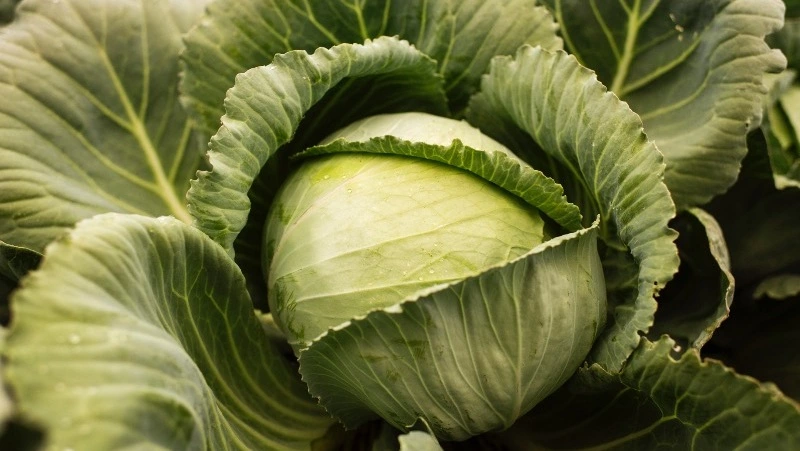 Роспотребнадзор: капуста улучшает работу мозга и регулирует давление