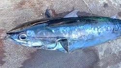 Тунец подошел к берегу в Углегорском районе