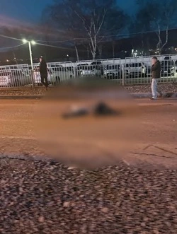 Легковушка сбила насмерть пешехода с собакой в Южно-Сахалинске 