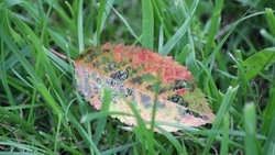 Синоптики уточнили прогноз погоды в Сахалинской области на 12 сентября