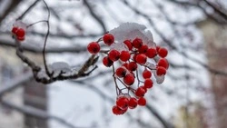 Синоптики озвучили прогноз погоды в Сахалинской области 26 ноября