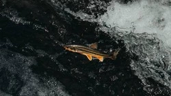 На Сахалине могут ограничить вылов лосося из-за плохой путины