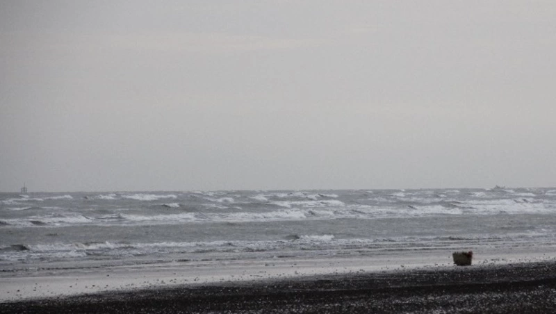 Тело, предположительно, пловца Николая Свечникова обнаружено на берегу Босфора