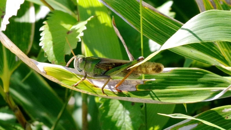 Жители Итурупа заметили целую популяцию саранчи