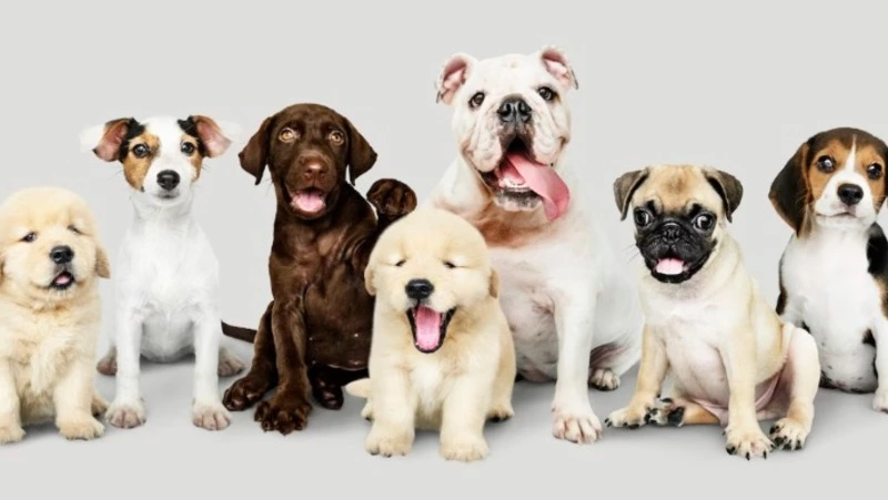 Специалисты рассказали об изменениях в привычной жизни после появления собаки