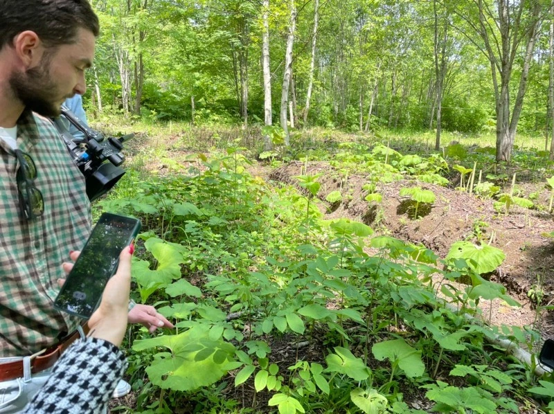 Сахалинец выращивает иван-чай и редкие травы на ДВ-гектаре