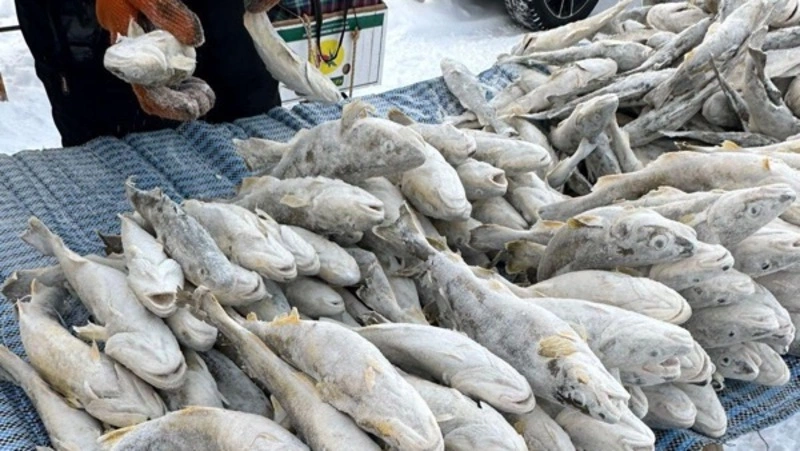 Свежий минтай и терпуг по 69 рублей за килограмм доставили в Корсаков 18 декабря