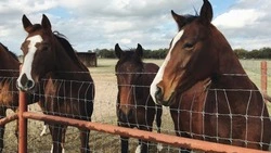 Лошади и фото на природе: сахалинцев зовут на необычный мастер-класс