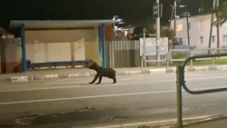 Минувшим вечером медвежонок гулял по улицам села Стародубского