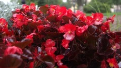 Миллион цветов высадят на улицах Южно-Сахалинска в 2023 году