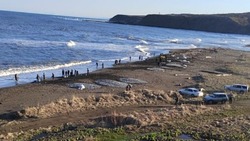 Сотни хвостов мойвы выкинуло на берег в Томаринском районе
