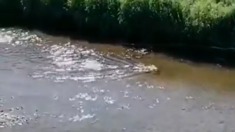 Толпы охранников возле реки с горбушей разозлили рыбаков на юге Сахалина