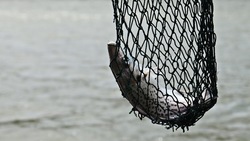 Сахалинская рыбоохрана оштрафовала рыбаков почти на 50 тысяч рублей за неделю