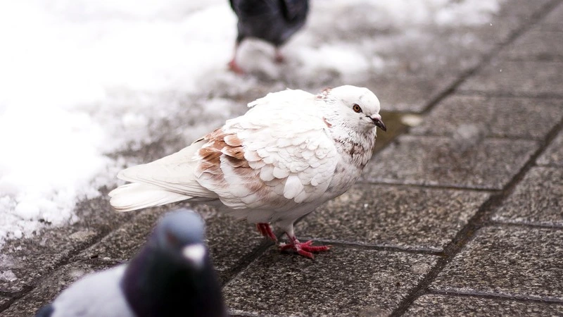 Циклон из Приморья принесет на Сахалин сильный снег и ураганный ветер