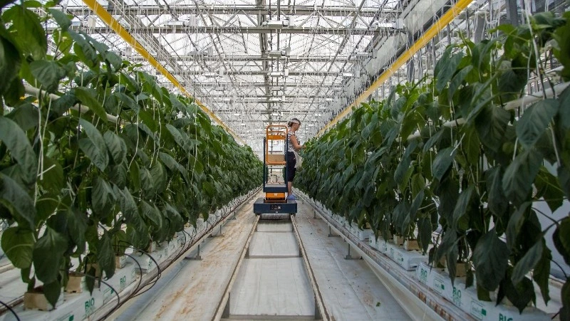 Урожай овощей вырос на 26% в Сахалинской области в 2024 году