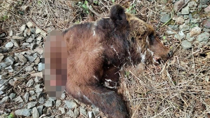 Труп медведя, которого переехал поезд в Поронайском районе, кто-то украл
